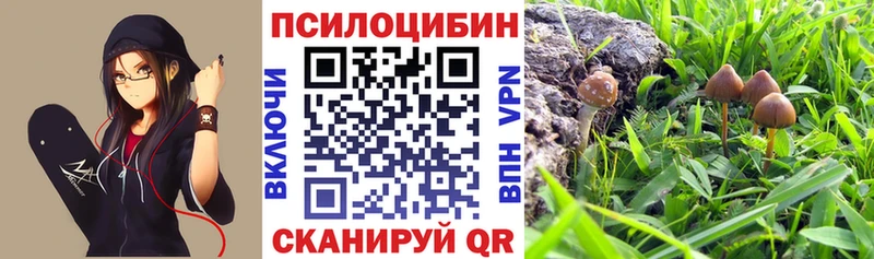 Галлюциногенные грибы Psilocybe  Купить  Горняк 